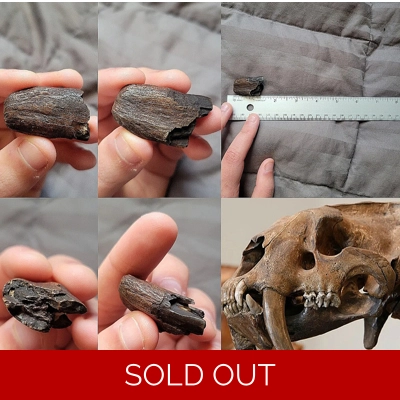 Ultra Rare Partial Smilodon Saber Fang Back End Mammal Tooth Cat Fossil Florida